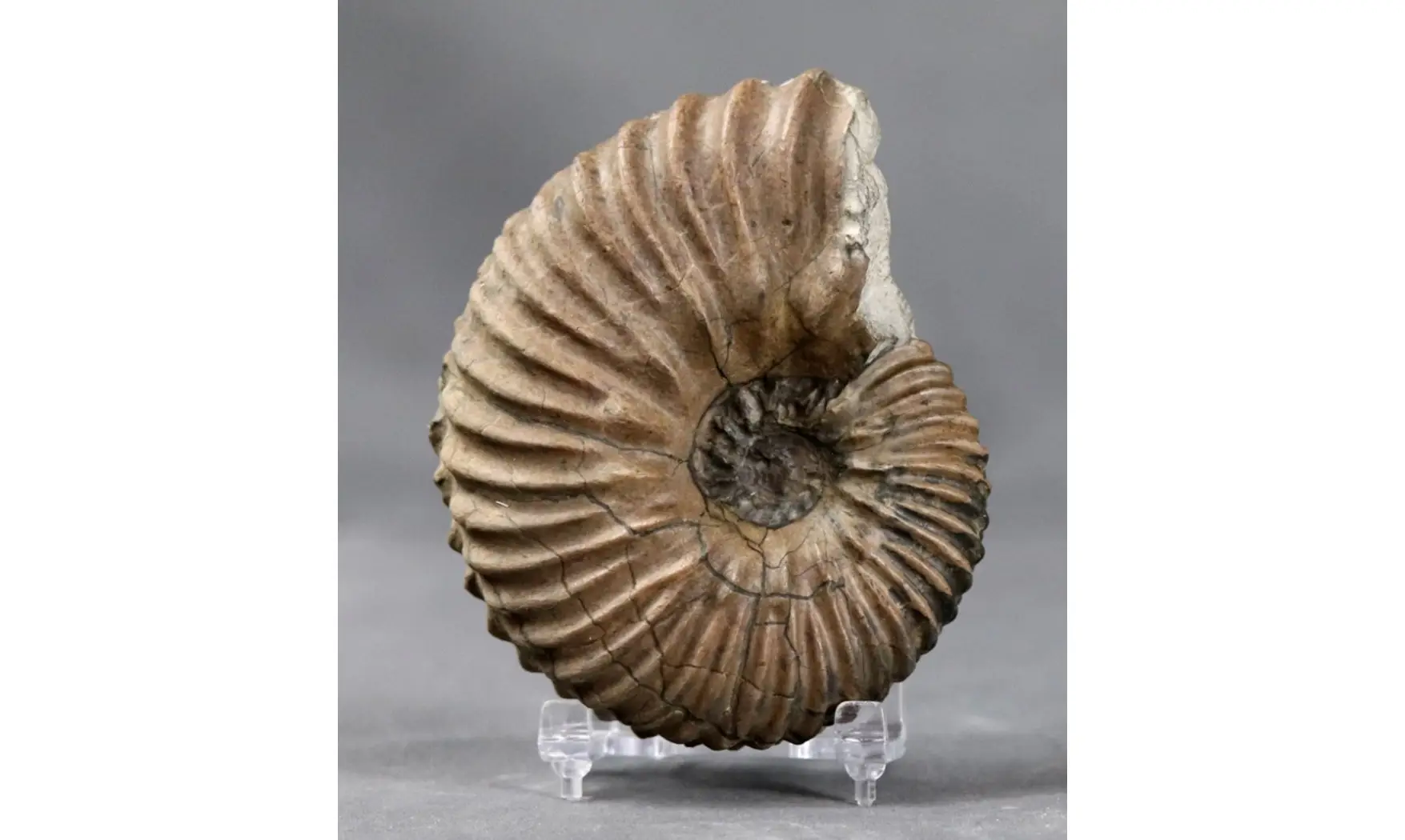 Hoplites dentatus