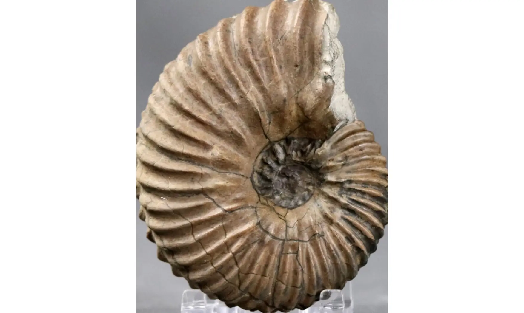 Hoplites dentatus