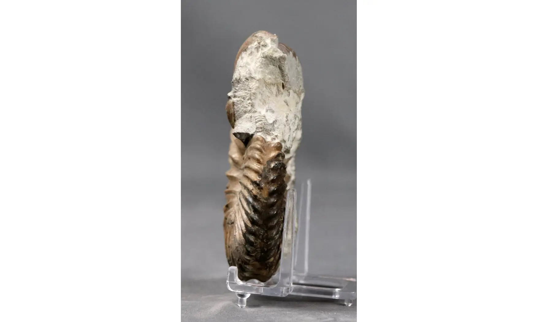 Hoplites dentatus