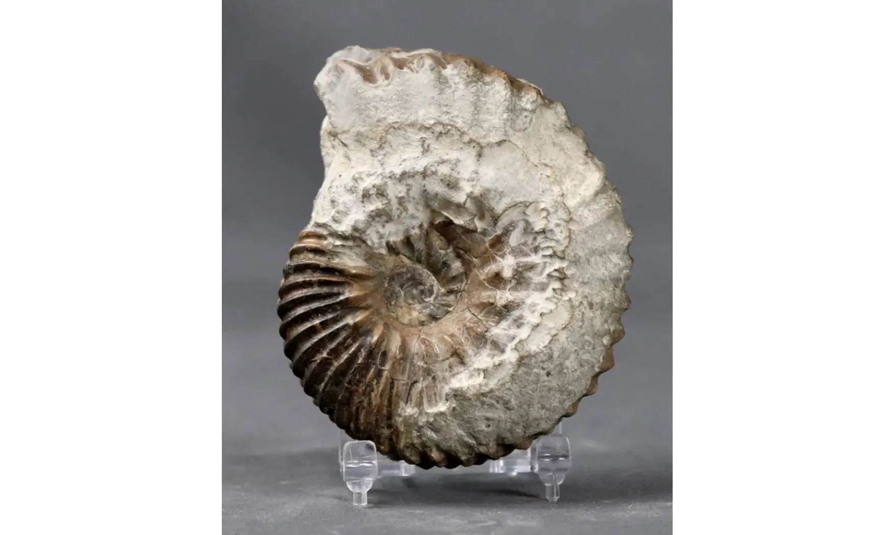 Hoplites dentatus