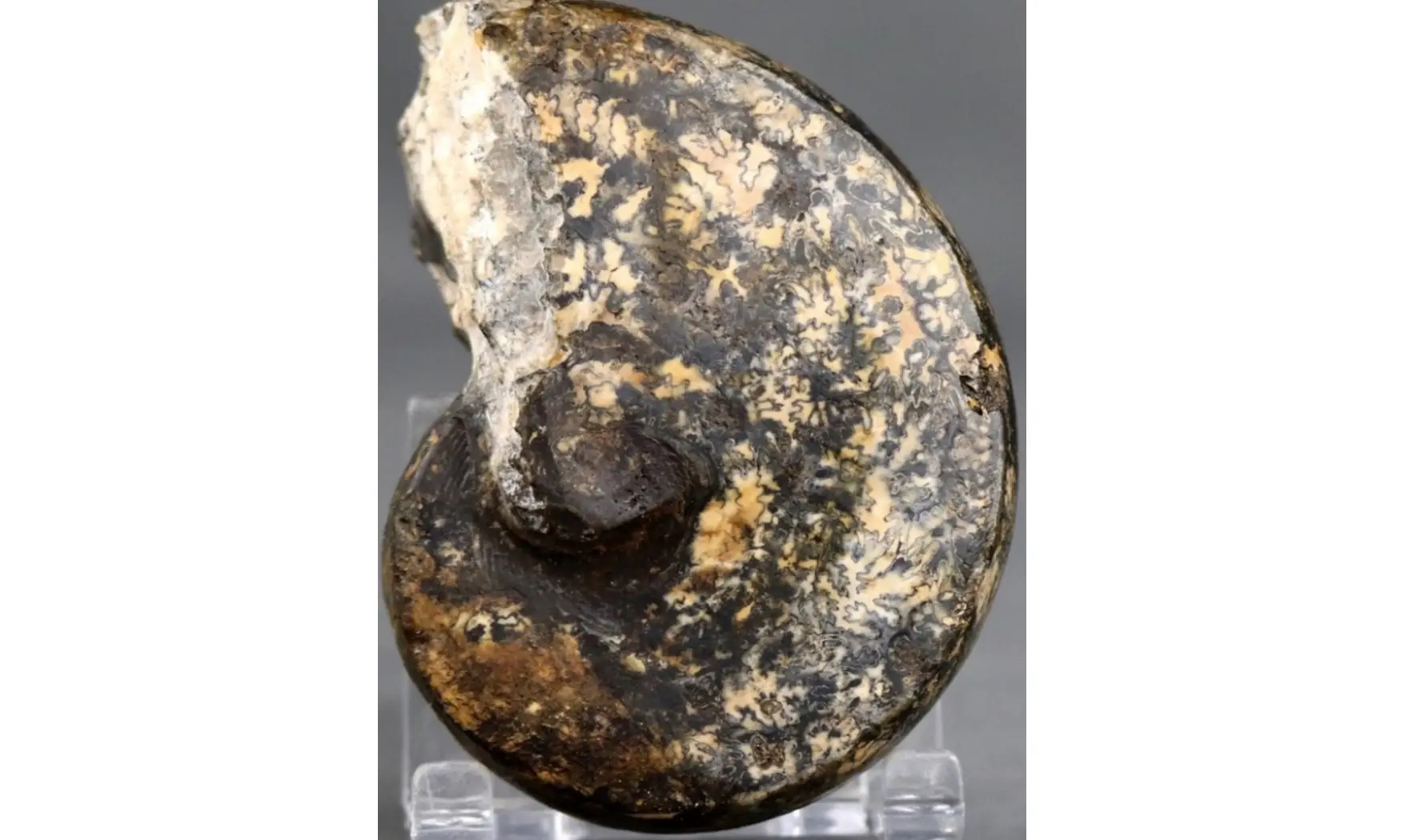 Cladiscites crassestriatus