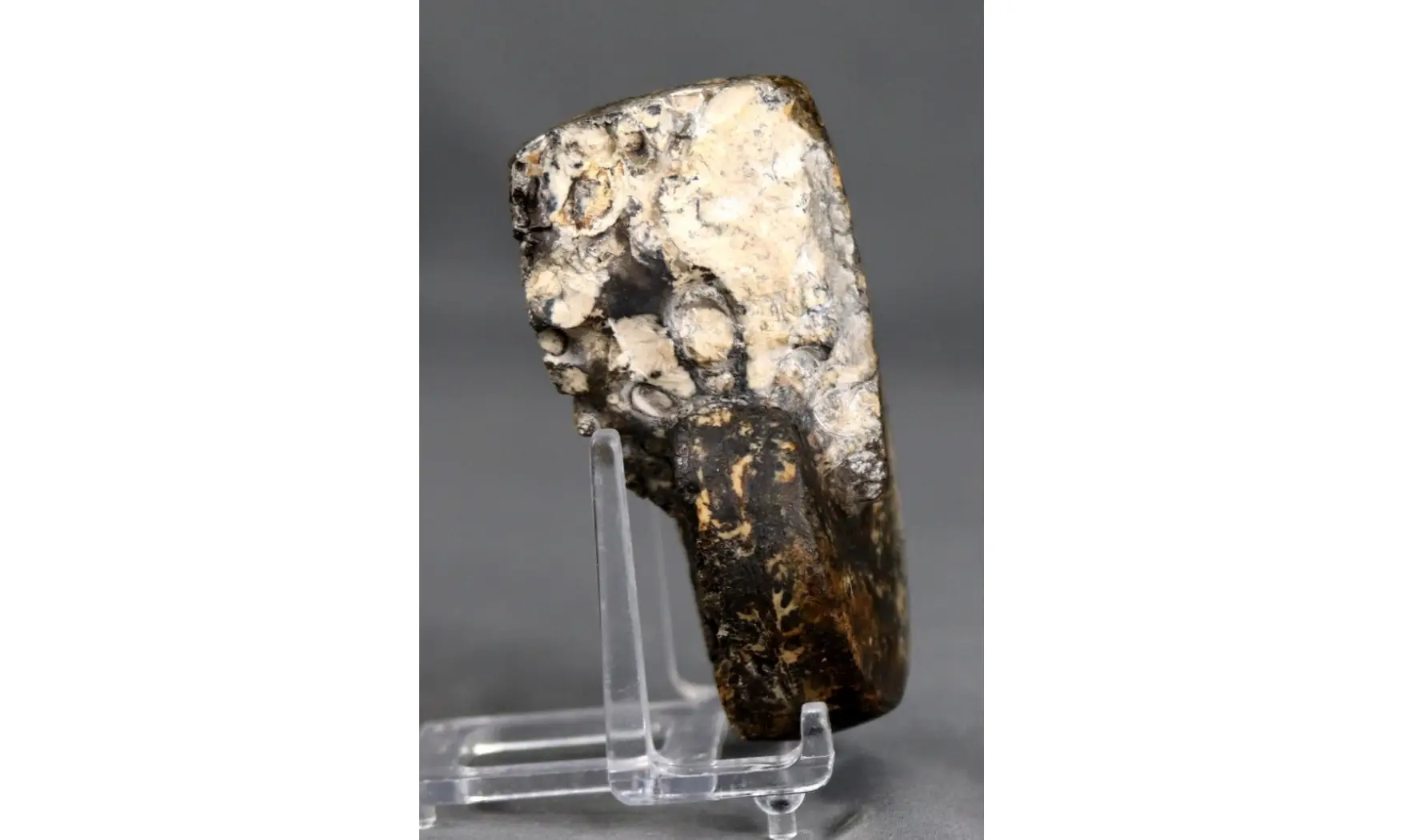 Cladiscites crassestriatus