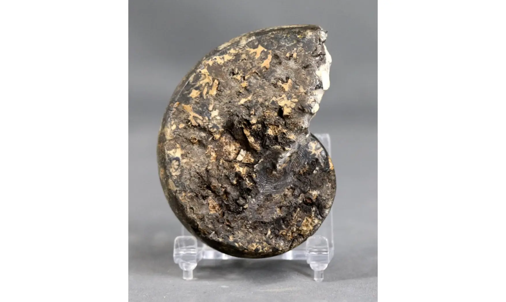 Cladiscites crassestriatus