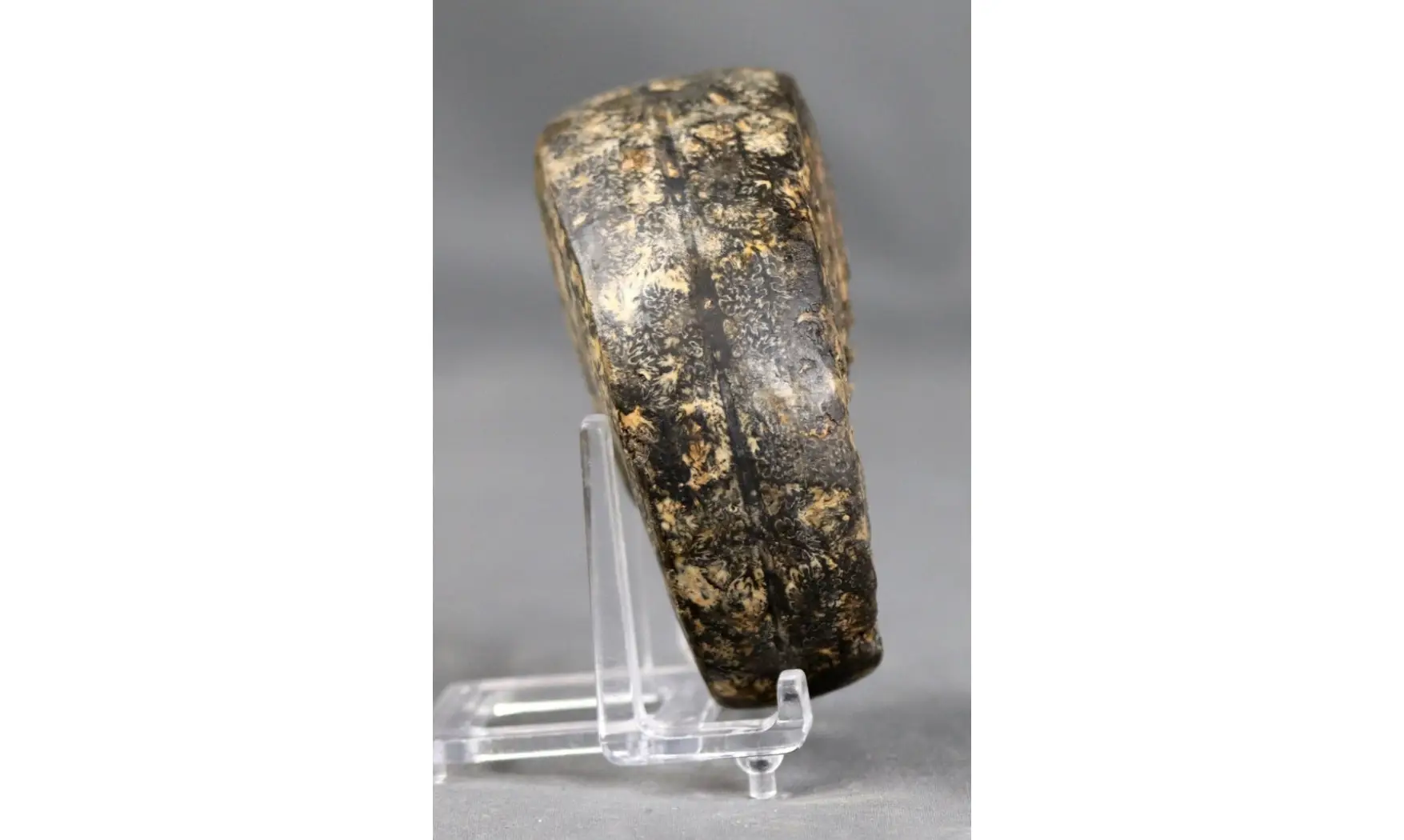 Cladiscites crassestriatus