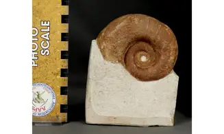 Protetragonites crebrisulcatus