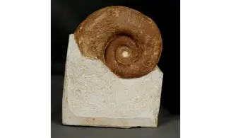 Protetragonites crebrisulcatus