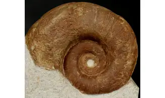 Protetragonites crebrisulcatus