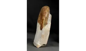 Protetragonites crebrisulcatus