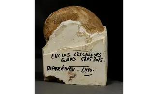 Protetragonites crebrisulcatus
