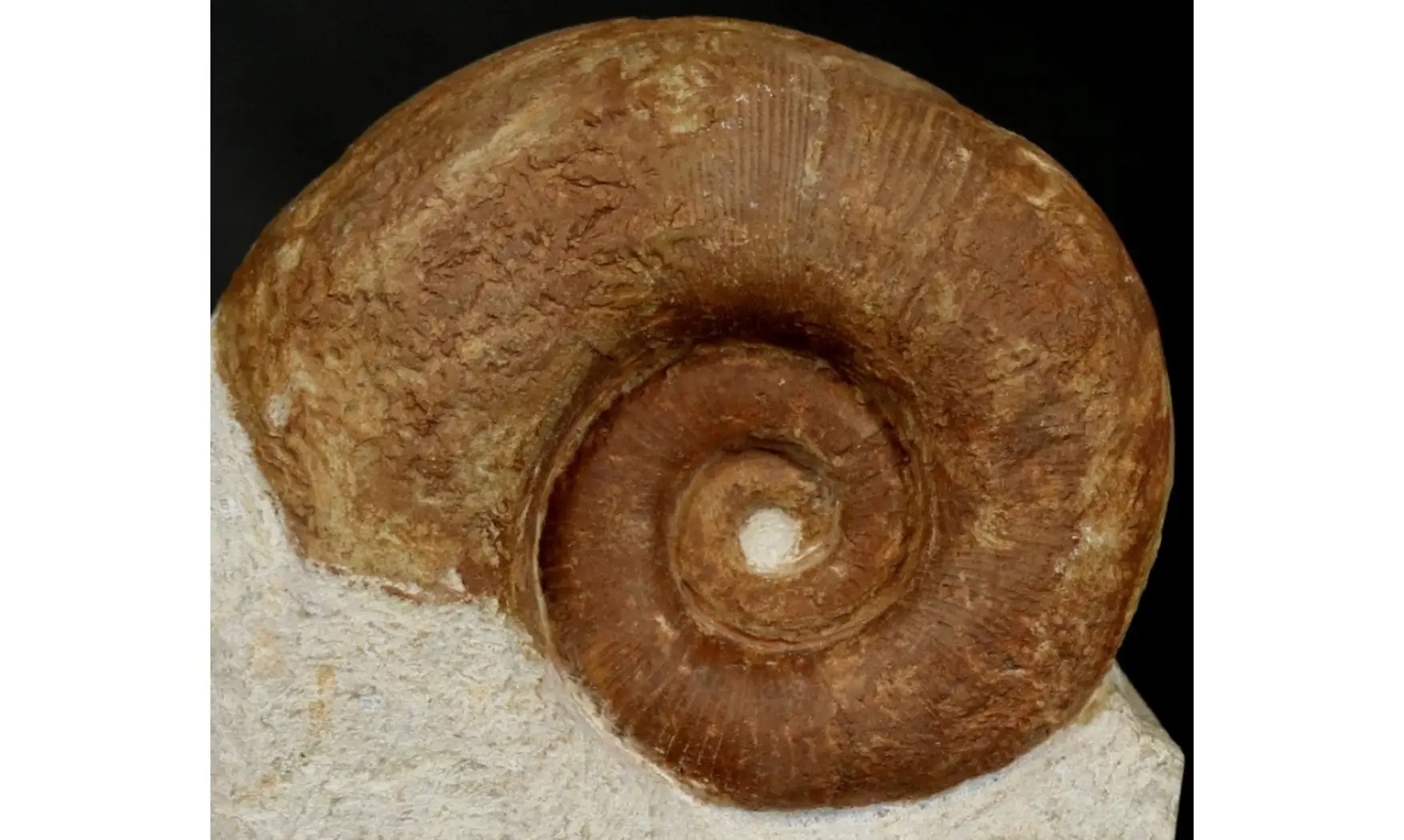 Protetragonites crebrisulcatus