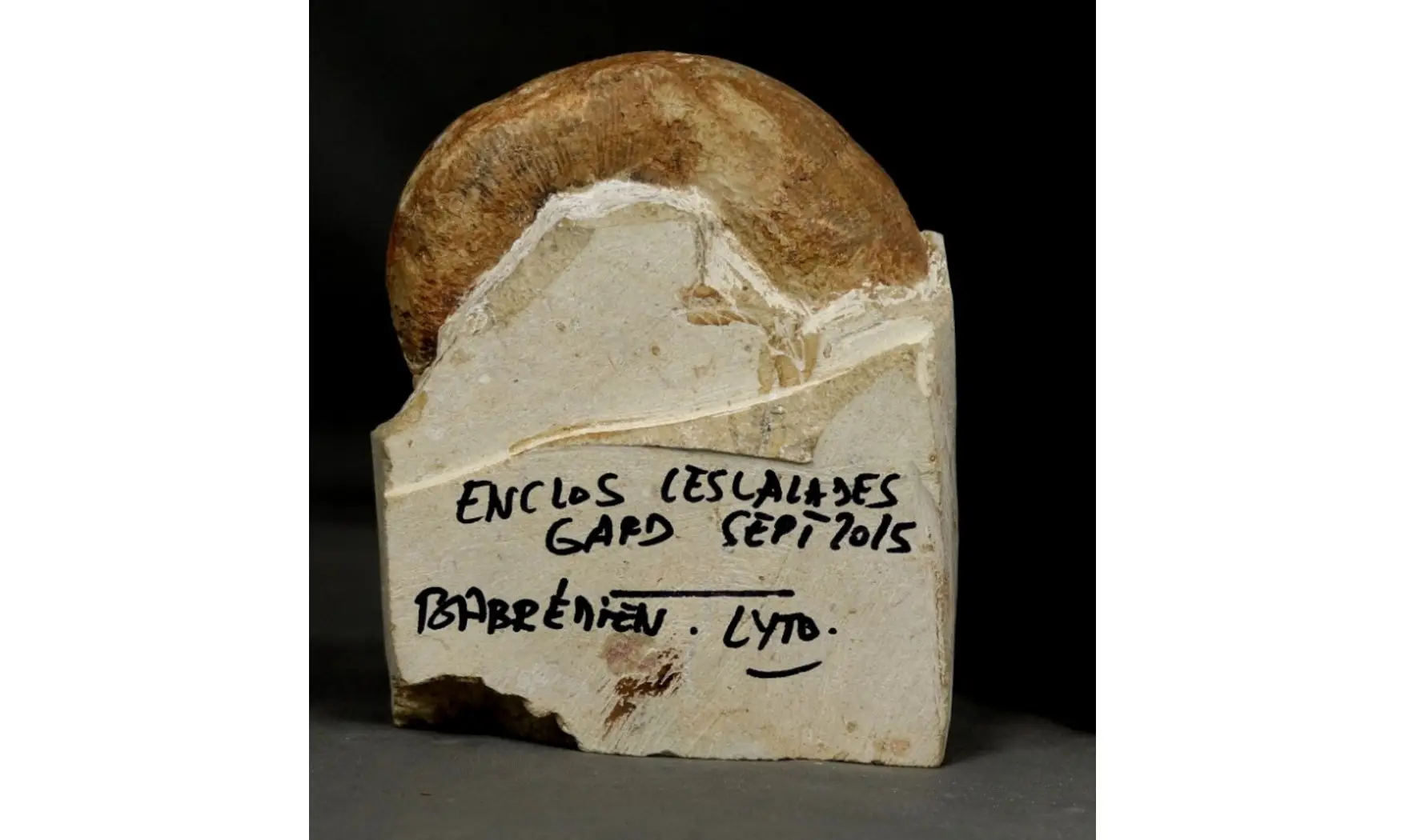 Protetragonites crebrisulcatus