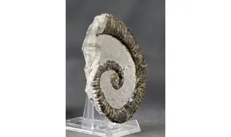 Aegocrioceras raricostatus