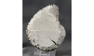 Aegocrioceras raricostatus