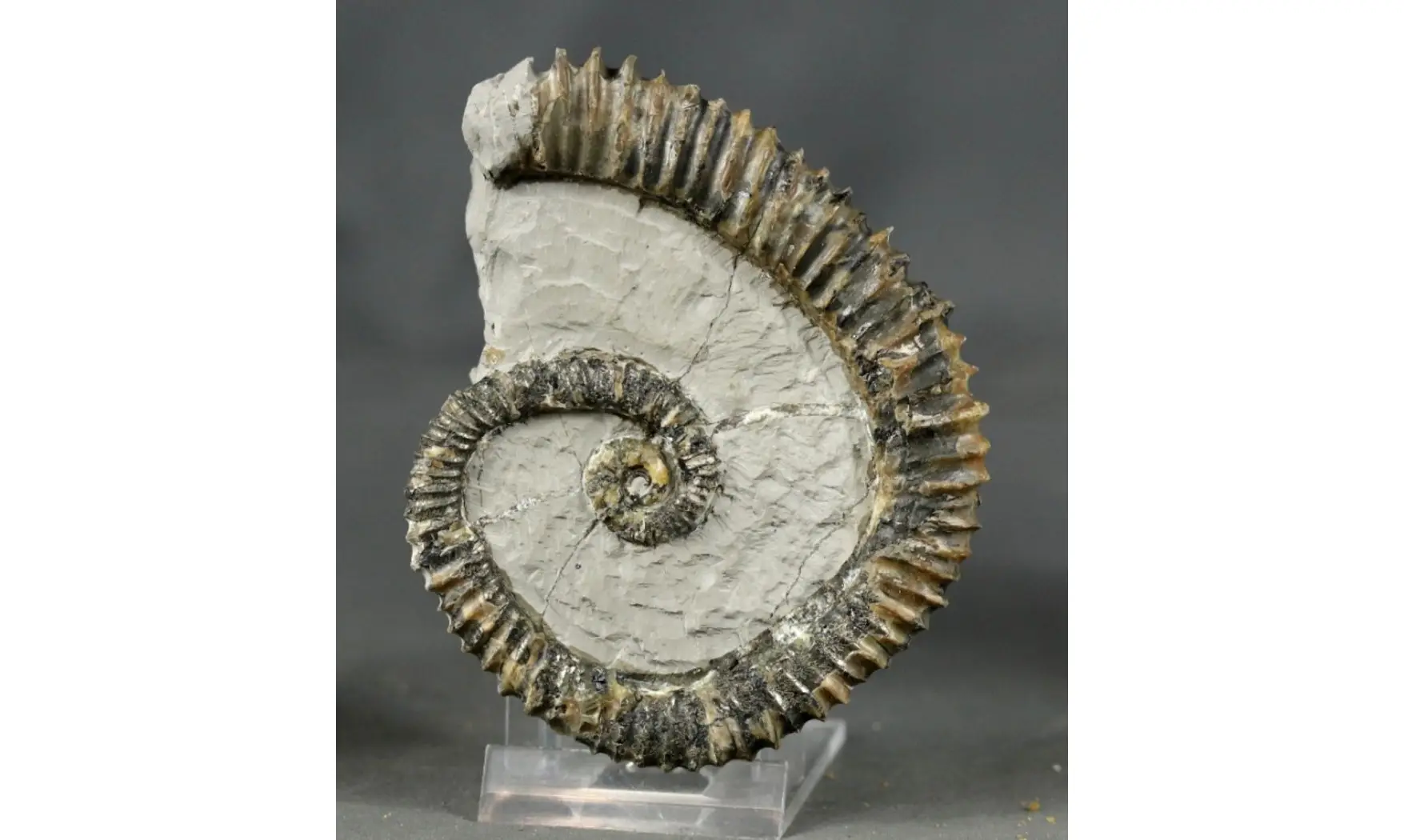 Aegocrioceras raricostatus