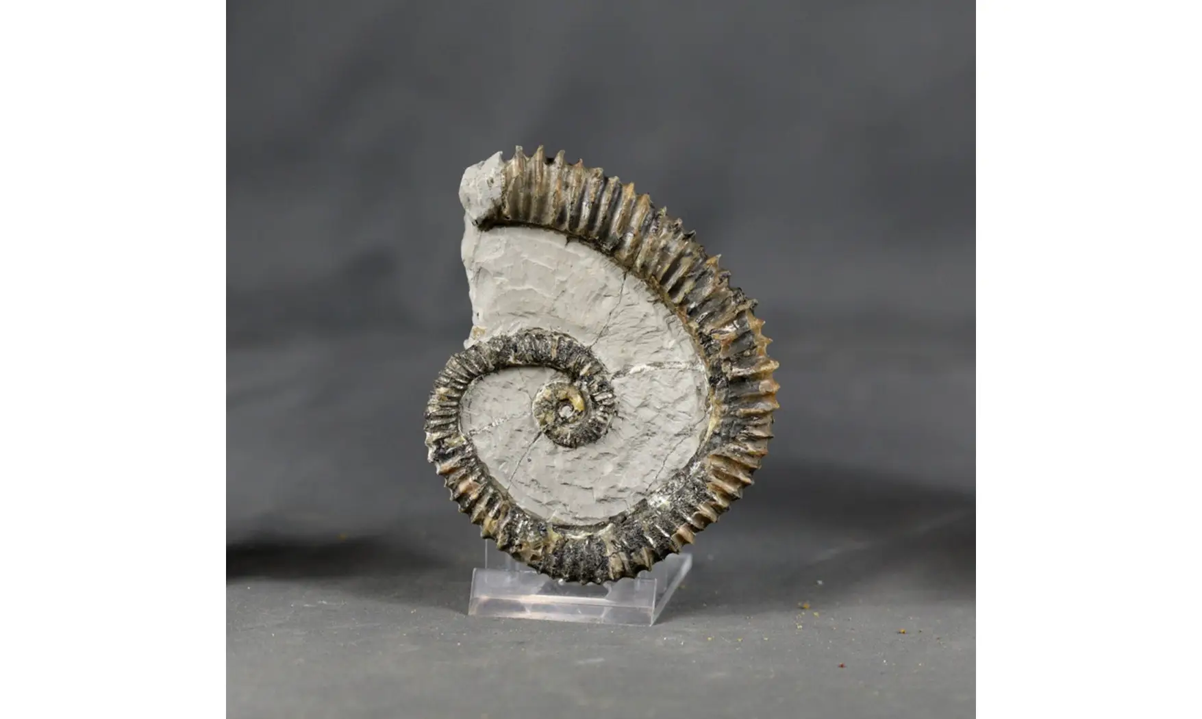 Aegocrioceras raricostatus