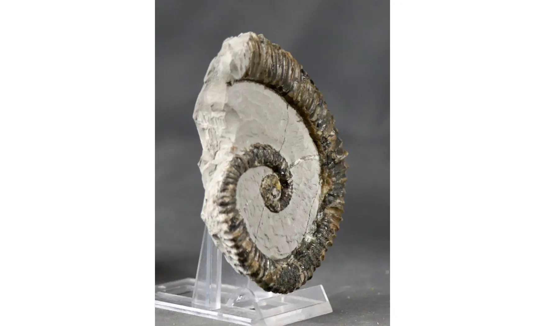 Aegocrioceras raricostatus