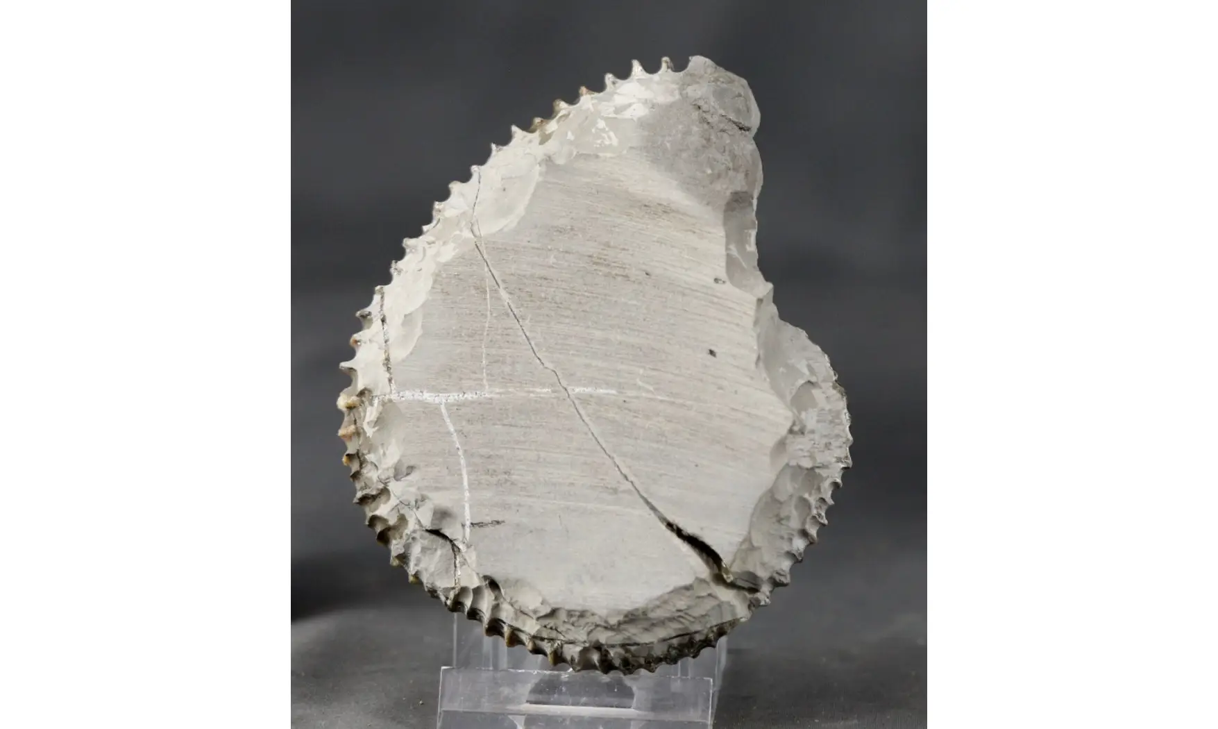 Aegocrioceras raricostatus