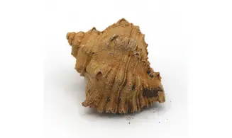 Murex timorensis