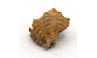 Murex timorensis