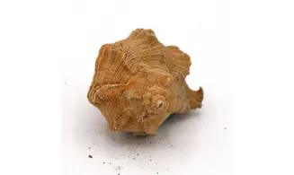 Murex timorensis