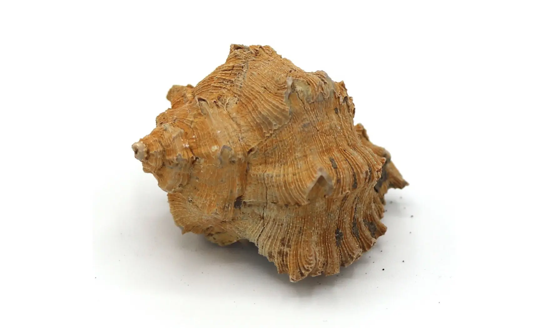 Murex timorensis