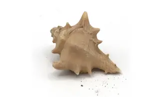 Murex ternispina var verbeeki