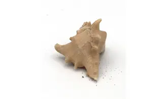 Murex ternispina var verbeeki