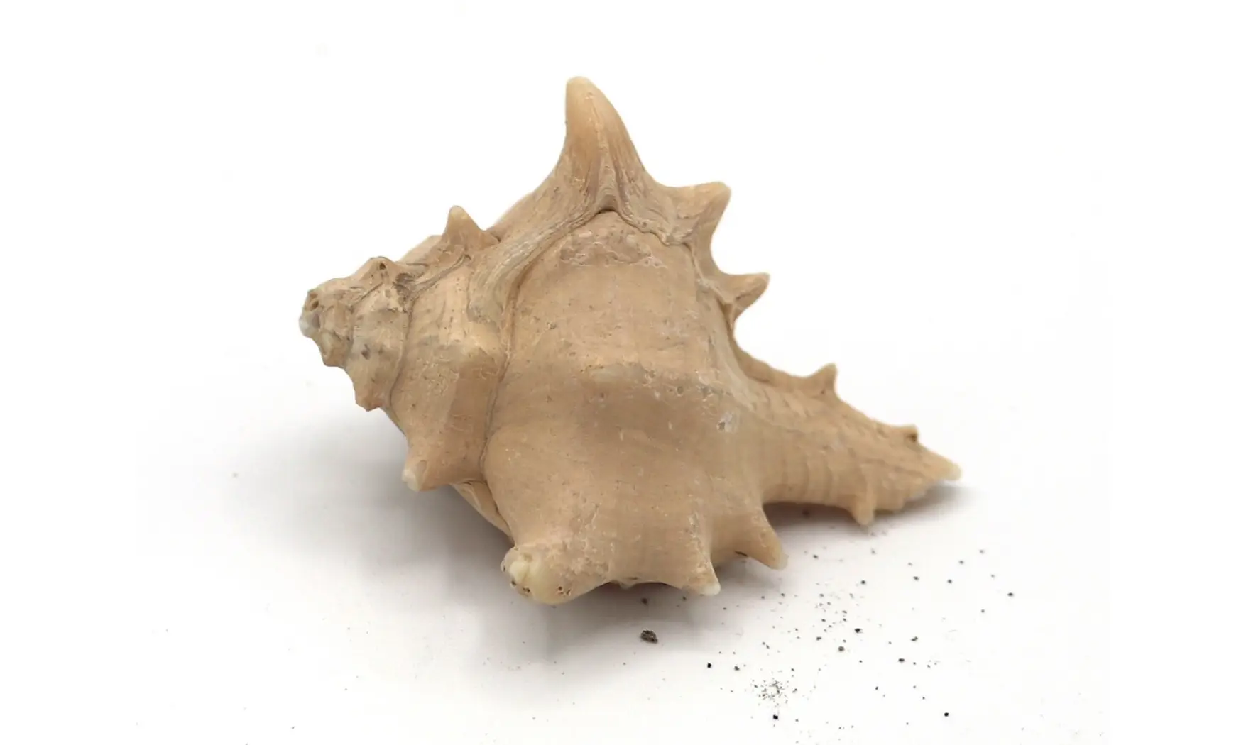 Murex ternispina var verbeeki