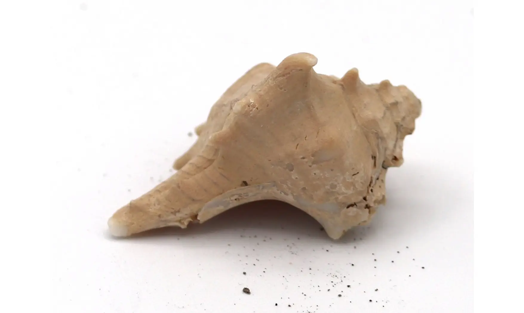 Murex ternispina var verbeeki