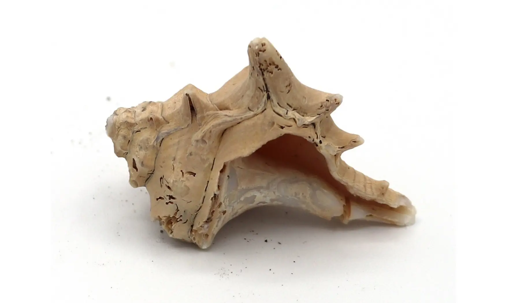 Murex ternispina var verbeeki