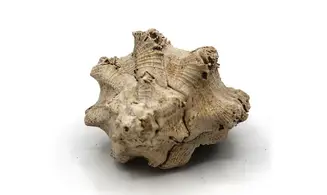 Chicoreus longanensis