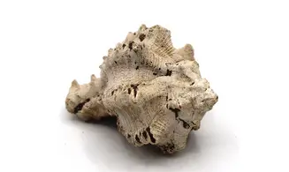 Chicoreus longanensis