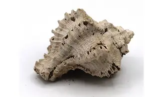 Chicoreus longanensis