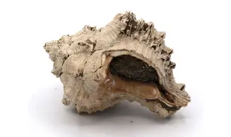Chicoreus longanensis