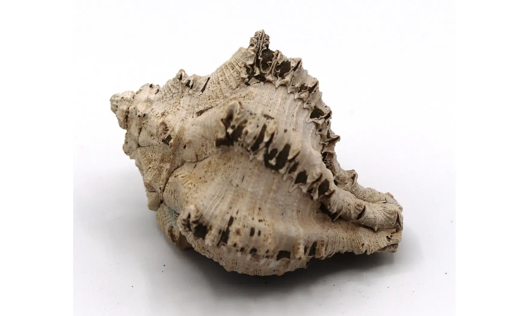 Chicoreus longanensis