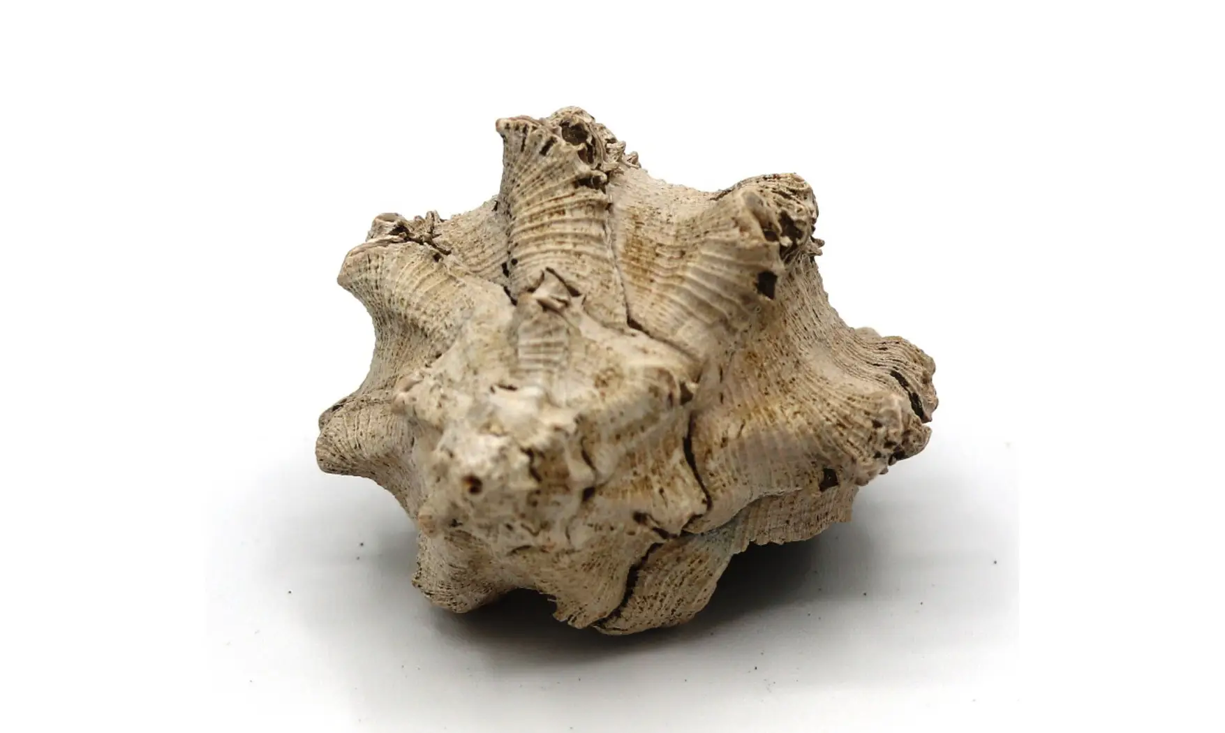 Chicoreus longanensis
