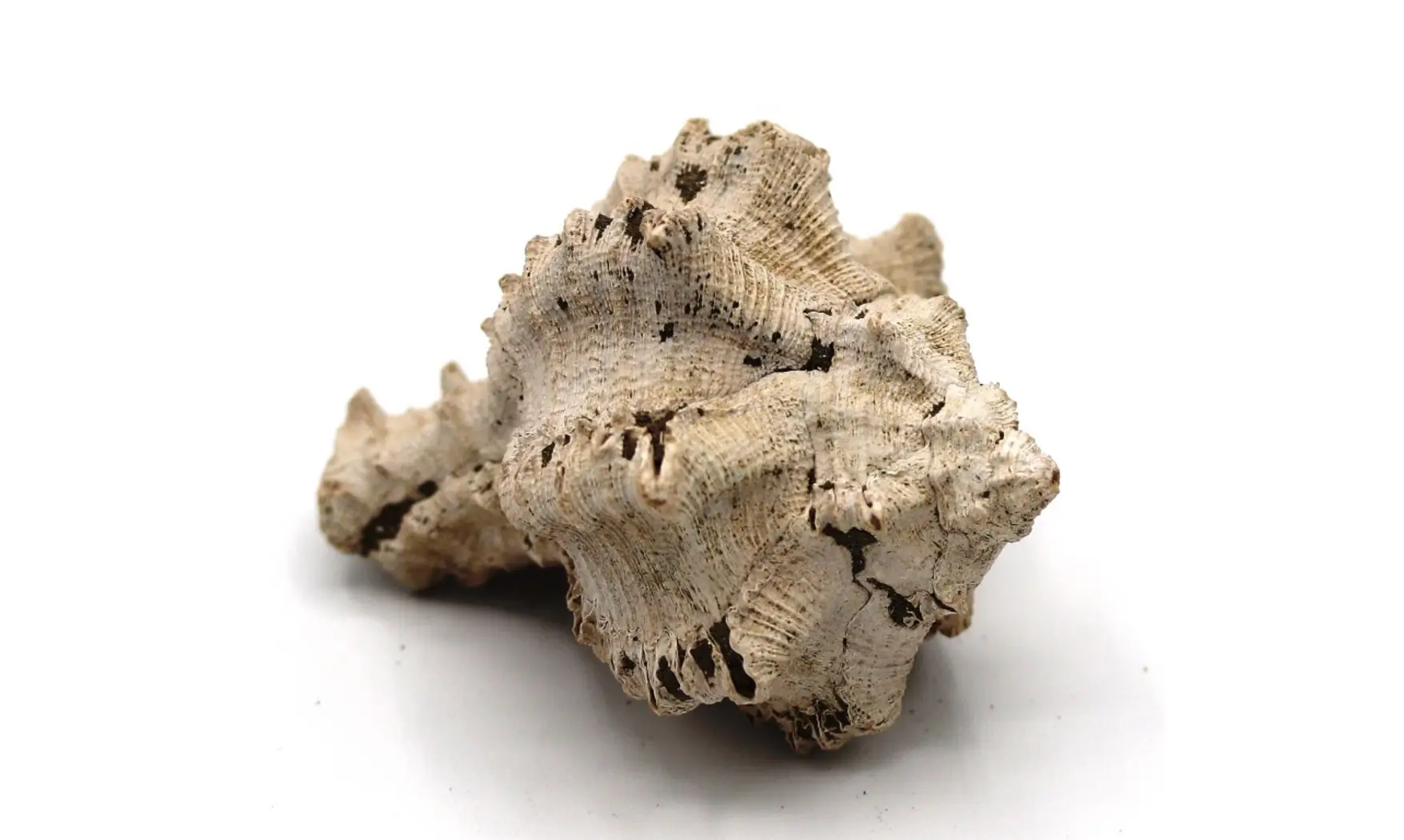Chicoreus longanensis