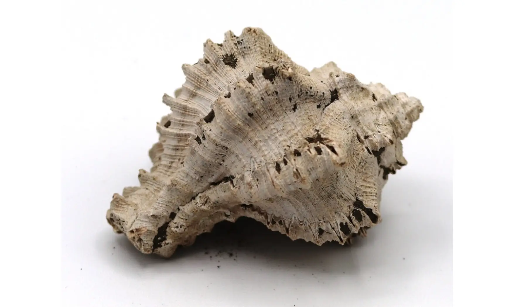 Chicoreus longanensis