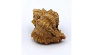 Murex timorensis