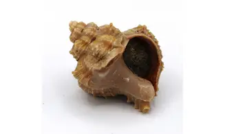 Murex timorensis