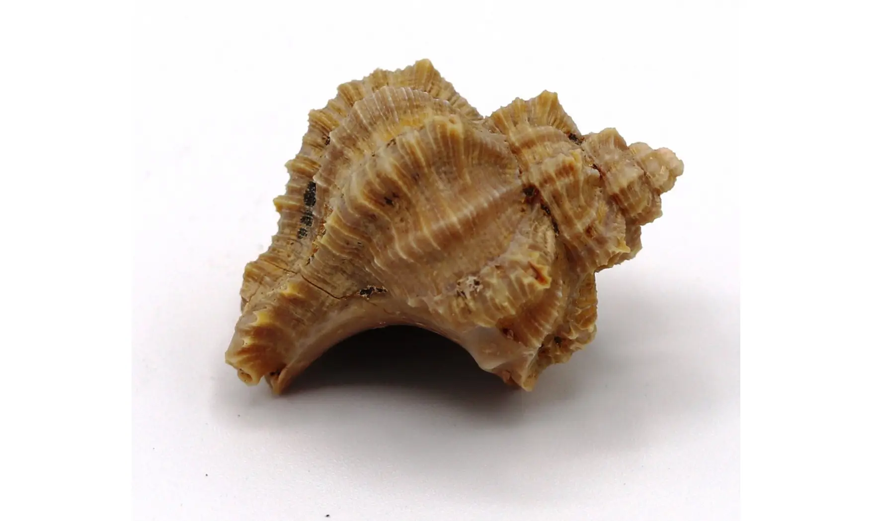 Murex timorensis