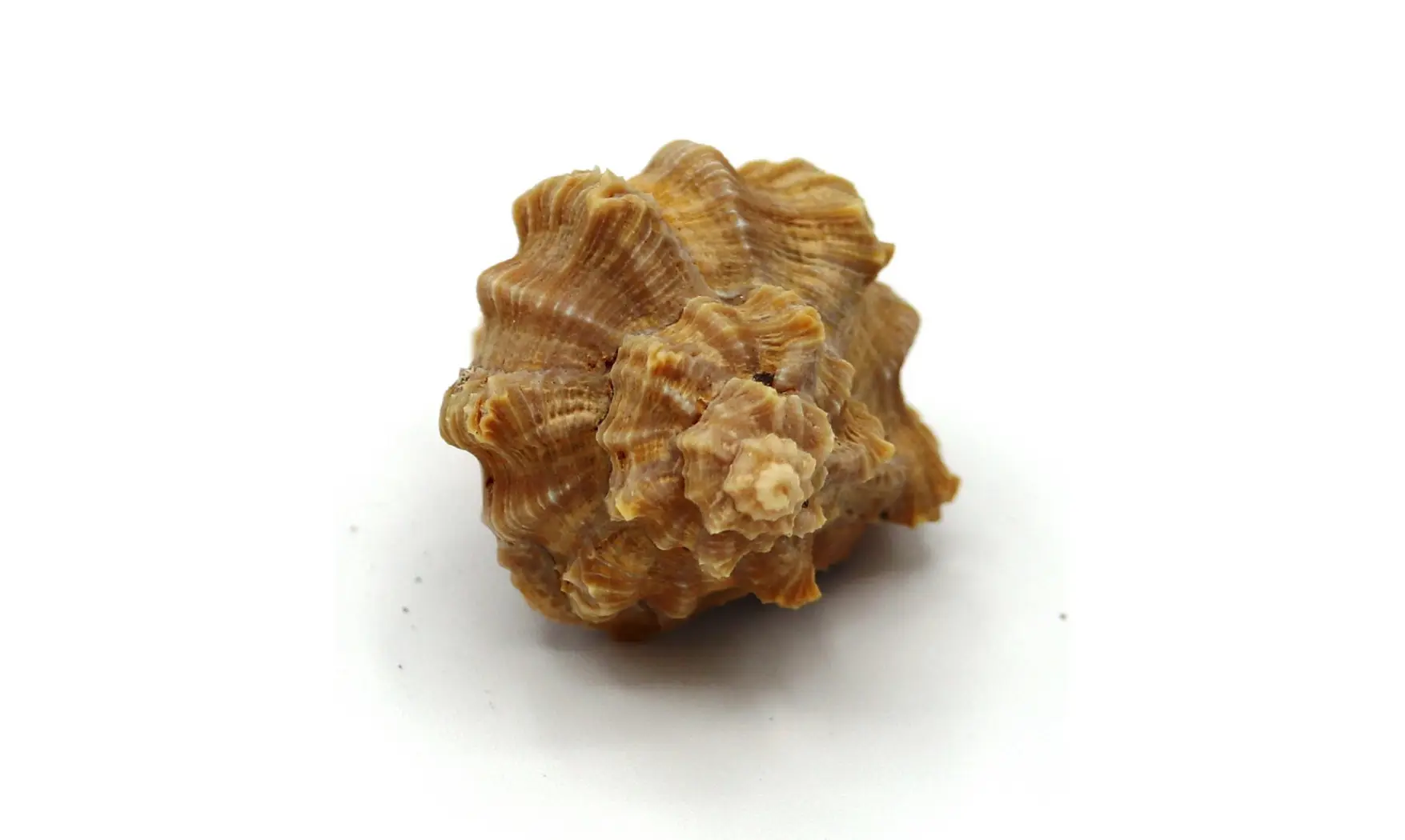 Murex timorensis