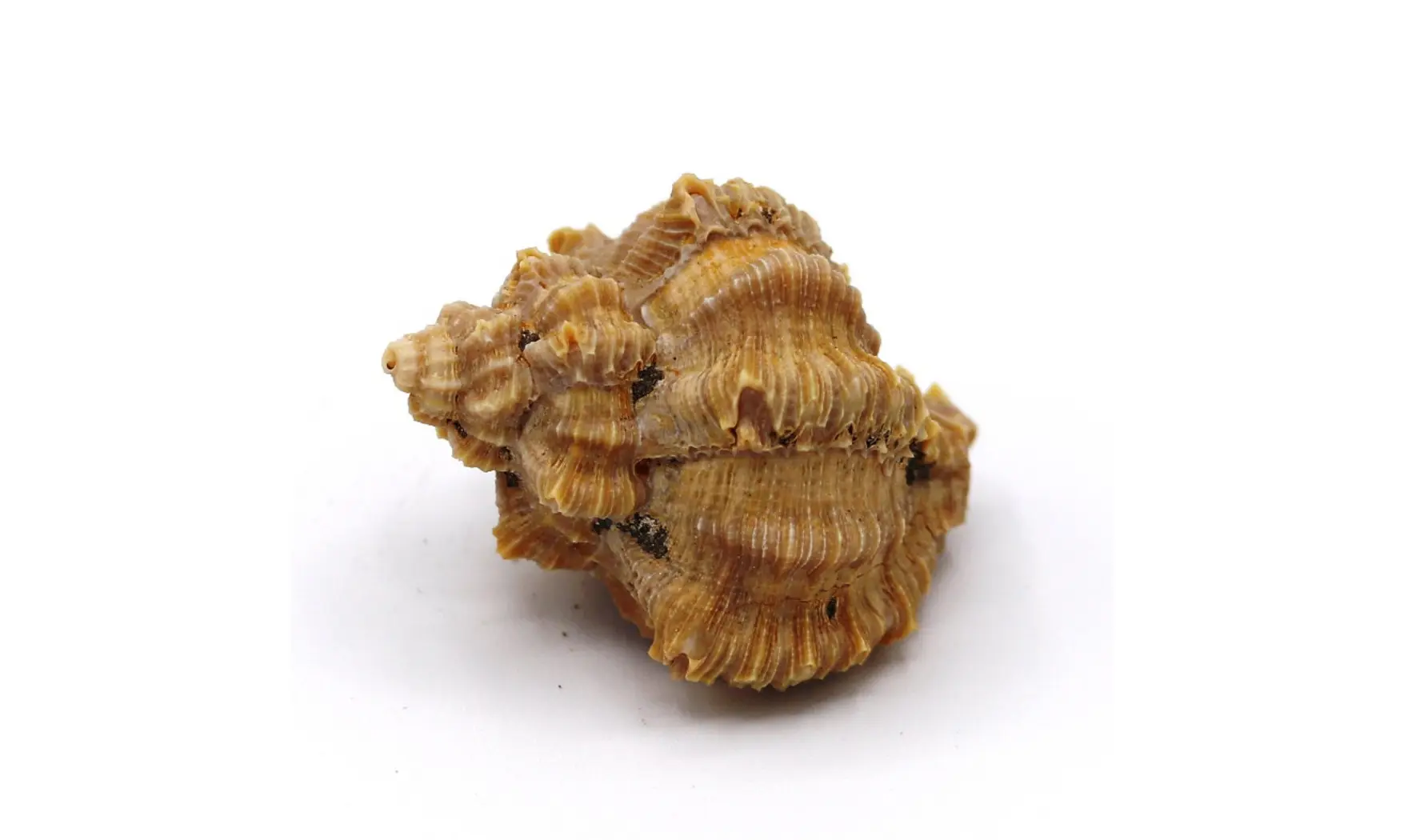 Murex timorensis
