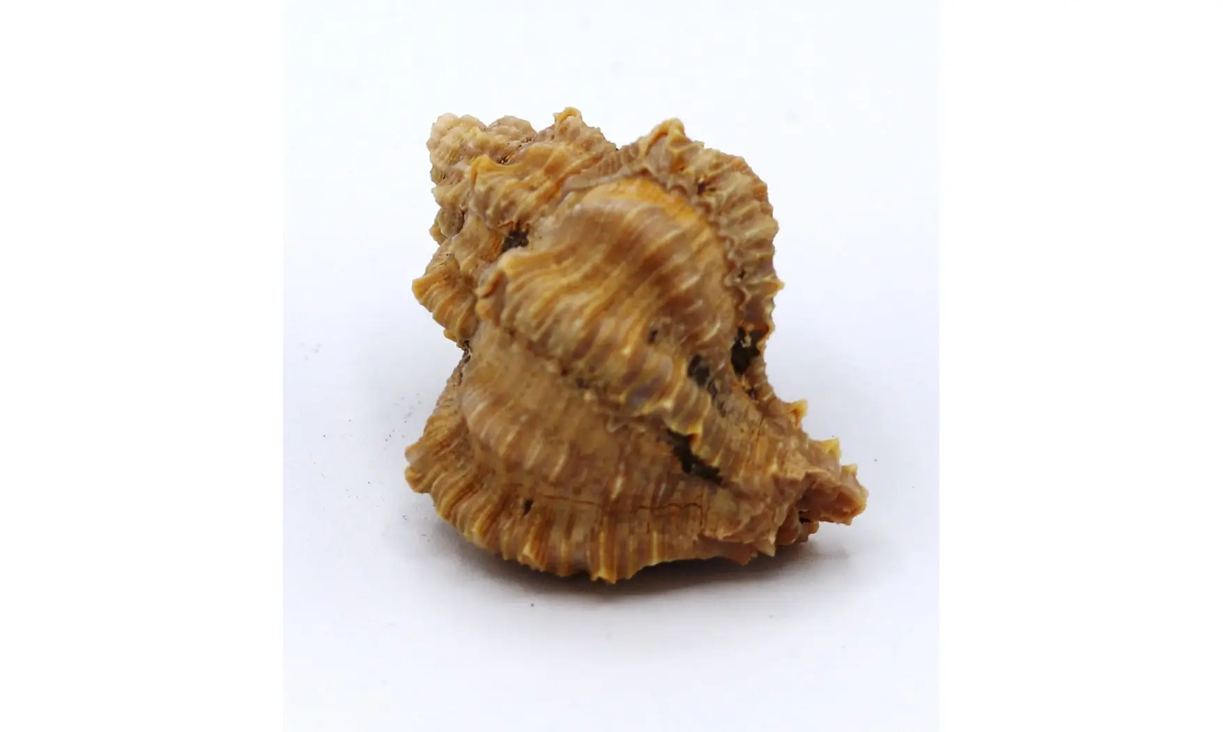 Murex timorensis