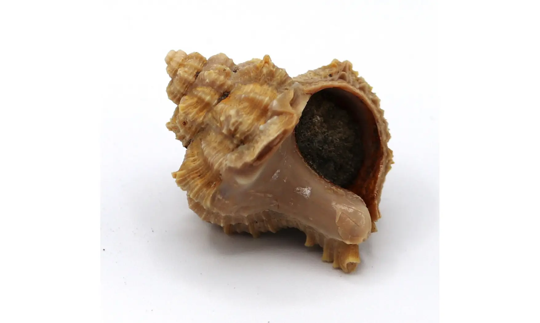 Murex timorensis