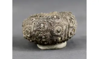 Plegiocidaris mercieri