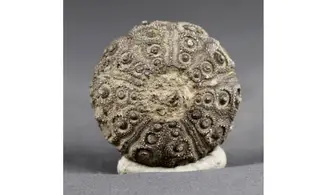 Plegiocidaris mercieri