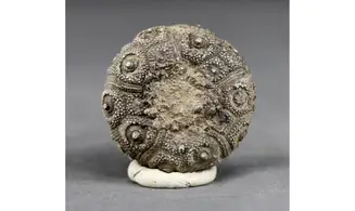Plegiocidaris mercieri