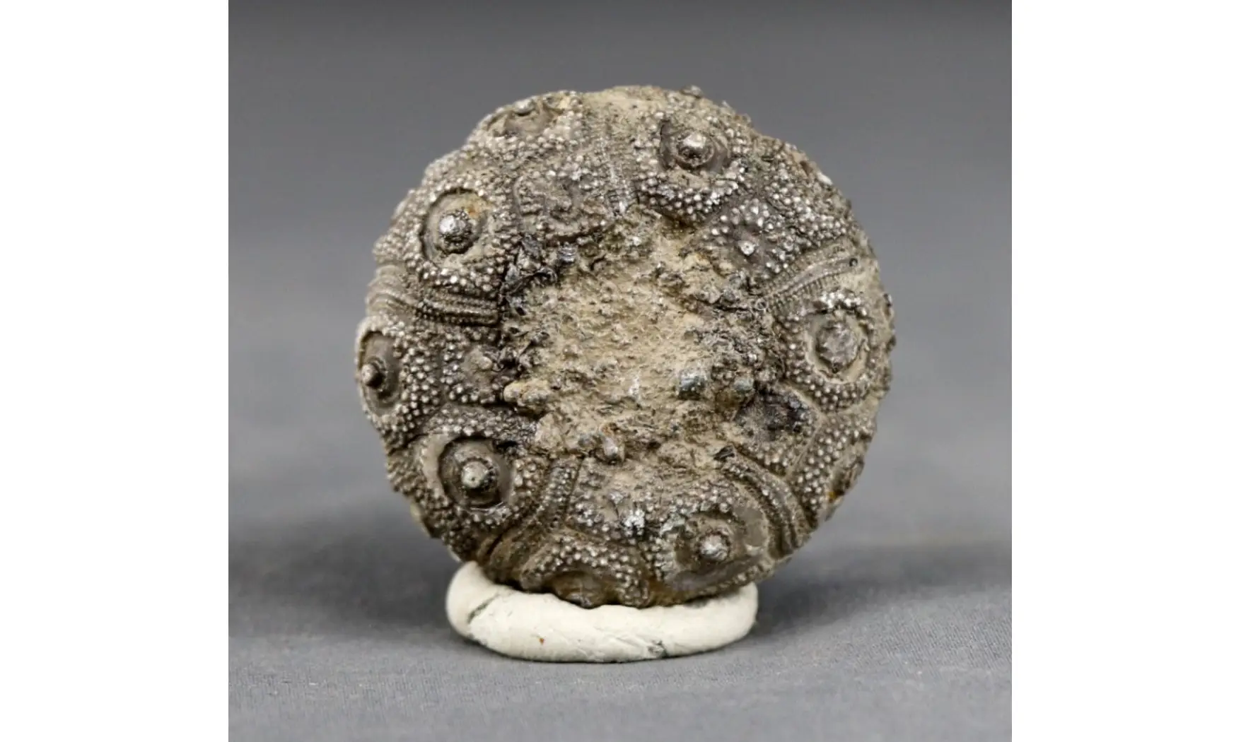 Plegiocidaris mercieri