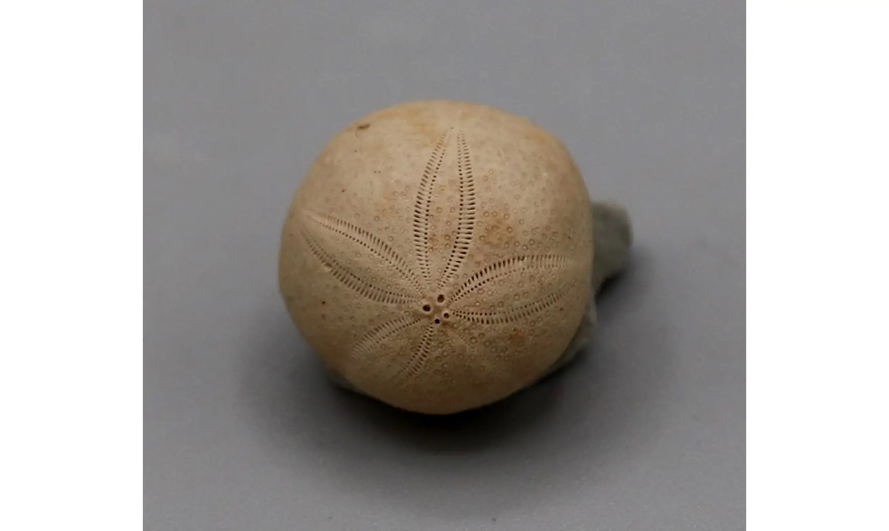 Gentilia tafileltensis